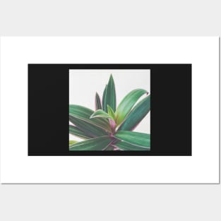 Oyster Plant Posters and Art